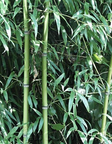 Phyllostachys Flexuosa - Изящный, неприхотливый бамбук с прекрасной всеобъемлющей формой